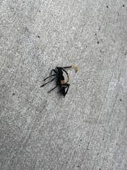 Pachyteria dimidiata