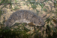 Image of Holothuria scabra