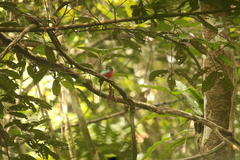 Apaloderma aequatoriale