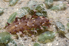 Veretillum