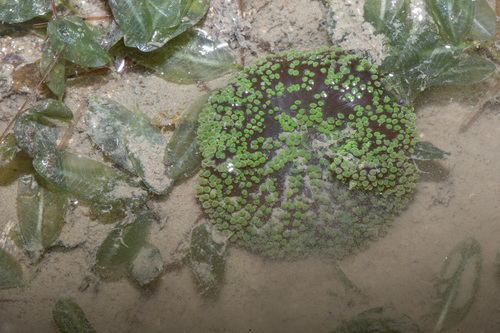 Photo of Haddon's anemone (Stichodactyla haddoni)