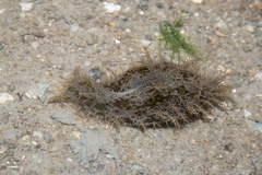 Bursatella leachii