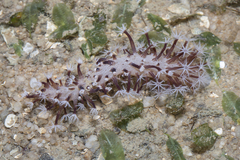 Veretillum