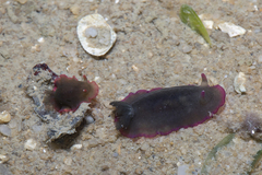Dendrodoris fumata