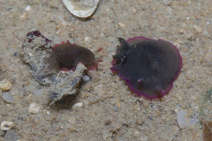 Dendrodoris fumata