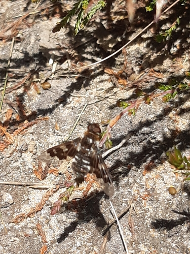 Mottled Bee-fly