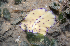 Pseudoceros laingensis