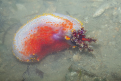 Pseudocolochirus violaceus