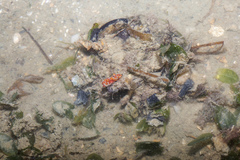 Camposcia retusa