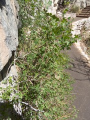 Rhus aromatica aromatica