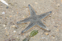 Astropecten indicus