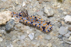 Hypselodoris kanga