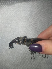Lucanus cervus
