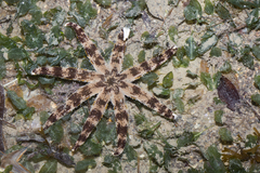 Luidia maculata