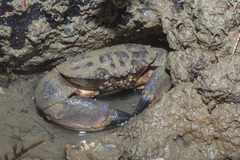 Myomenippe hardwickii