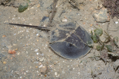 Tachypleus gigas