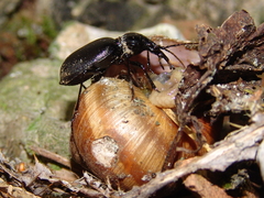 Cychrus angustatus