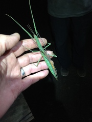 Graeffea crouanii
