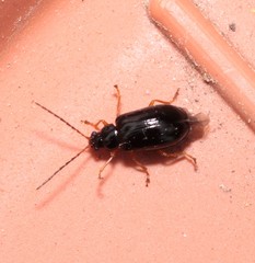 Luperus xanthopoda
