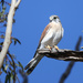 Falco cenchroides - Photo (c) John Bromilow,  זכויות יוצרים חלקיות (CC BY-NC), הועלה על ידי John Bromilow