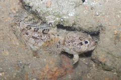 Batrachomoeus trispinosus