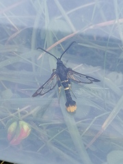 Synanthedon andrenaeformis