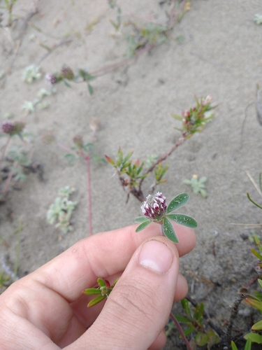 Image of Trifolium macraei by no rights reserved