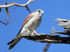Nankeen Kestrel photo 4