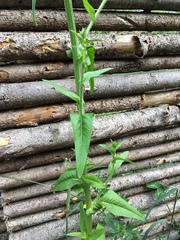 Sonchus palustris