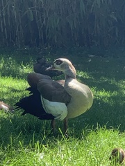 Alopochen aegyptiaca