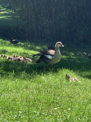 Alopochen aegyptiaca