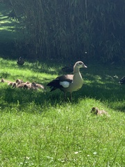 Alopochen aegyptiaca