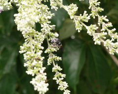 Megachile disjunctiformis