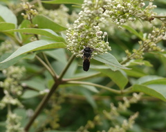 Megachile disjunctiformis