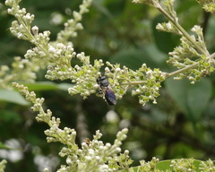 Megachile disjunctiformis