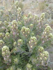 Castilleja exserta latifolia
