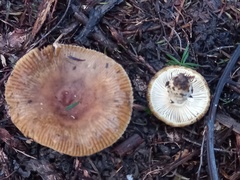 Russula acrolamellata