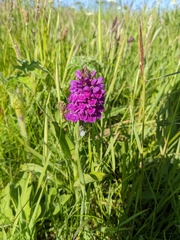 Dactylorhiza purpurella