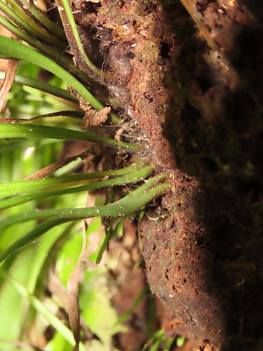 Image of Haplopteris elongata by (c) chiuluan, some rights reserved (CC BY)