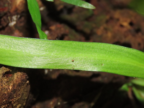 Image of Haplopteris elongata by (c) chiuluan, some rights reserved (CC BY)