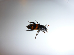 Nicrophorus marginatus