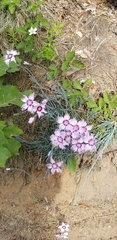 Dianthus plumarius