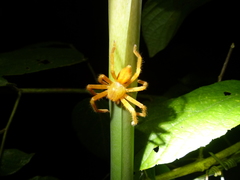 Olios simoni
