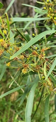 Acacia producta