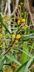 Acacia producta