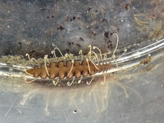 Amblyosyllis