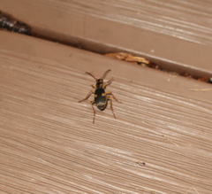 Pheropsophus javanus