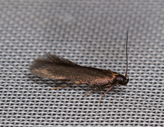 Monochroa tenebrella