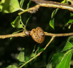 Plectotropis quelpartensis