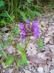 Prunella grandiflora